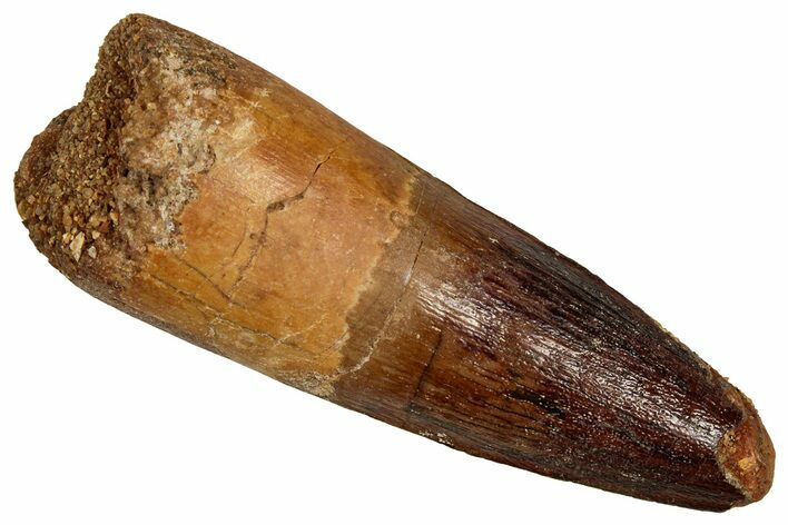Fossil Spinosaurus Tooth - Real Dinosaur Tooth #356794